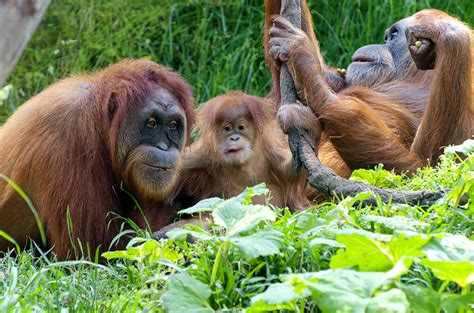 stl zoo employee resources|Contact .